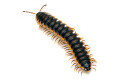 Coromus diaphorus adult